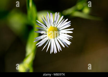 Fleur sauvage blanc avec fond de nature macro Erigeron annuus 50 mégapixels haute qualité famille Asteraceae Banque D'Images