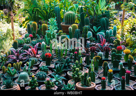 Belle croissance cactus en poterie. Décoré des cactus sont l'augmentation de la beauté Banque D'Images
