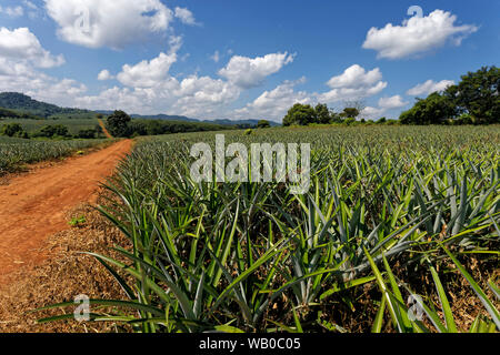 Plantation d'ananas, Chiang Rai, Thaïlande Banque D'Images