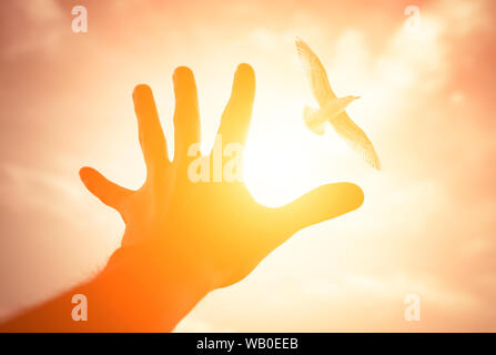 Main d'un homme atteint d'oiseau dans le ciel. Selective focus sur une main. Banque D'Images