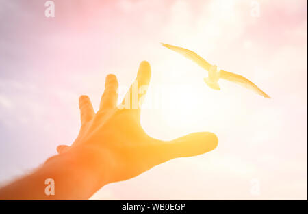 Main d'un homme atteint d'oiseau dans le ciel. Selective focus sur une main. Banque D'Images