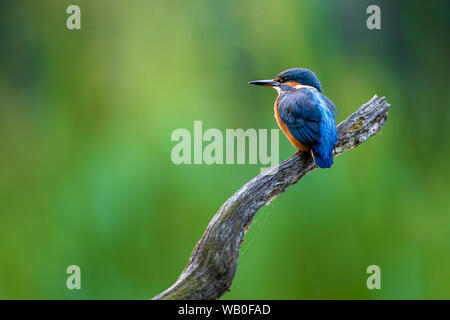 Kingfisher Alcedo atthis assis sur une branche avec un fond vert Banque D'Images