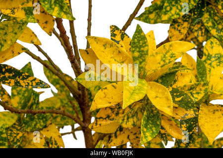 Des feuilles d'arbres Codiaeum variegatum Croton Plante, feuillages colorés en vert et jaune sur fond blanc. Banque D'Images