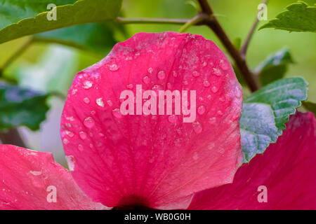 Goutte d'eau sur pétale de fleur d'hibiscus rouge. Banque D'Images