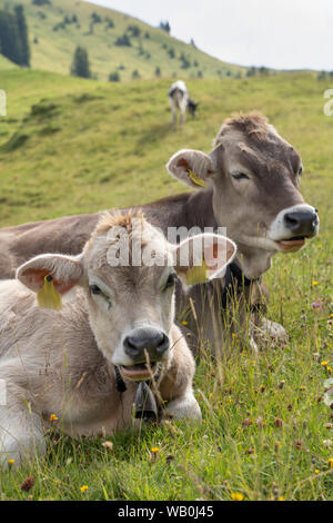 Le bétail de bébé parie haut dans les montagnes Allgaeu près d'Oberstaufen Banque D'Images