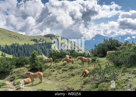 Célèbres chevaux Haflinger sur un pâturage de montagne dans la vallée de Tannheim, Tyrol, Autriche Banque D'Images