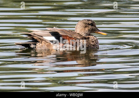 Le Canard chipeau mâle Eclipse, Mareca strepera, RSPB Réserve naturelle de Rye Meads, Hertfordhire, UK Banque D'Images