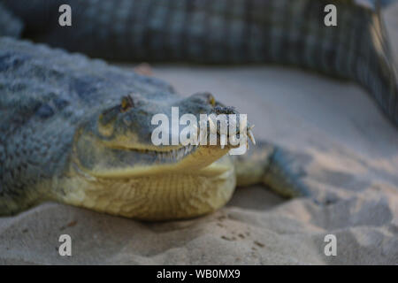 Portrait d'un gavial (Gavialis gangeticus) des crocodiles dans le parc national de Chitwan, Népal, Asie centrale Banque D'Images