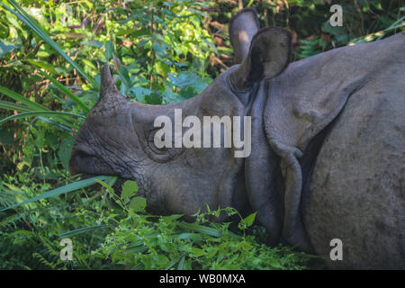 Portrait d'un rhinocéros indien (rhinocerus unicornus grignotage) par de l'herbe dans le parc national de Chitwan, Népal, Asie centrale Banque D'Images