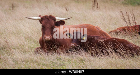 Vaches de rubis rouge Banque D'Images