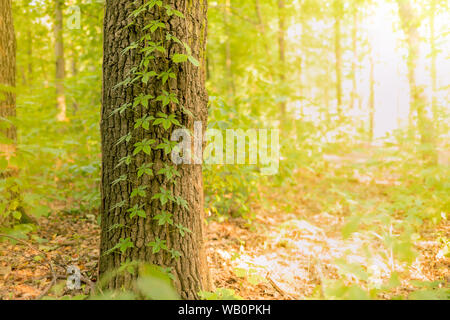 Virginia creeper plante sur l'arbre. Tronc de l'arbre en vigne. Forêt sur une matinée ensoleillée d'été. Lumière vive. Banque D'Images