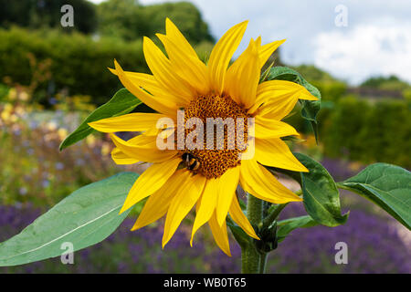 Bourdon sur un tournesol Banque D'Images