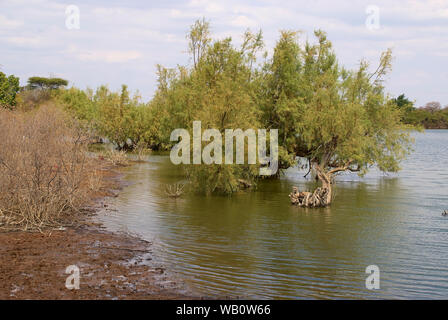 Inondé de cyprès sur la rive du lac Hombolo, Centre de la Tanzanie Banque D'Images