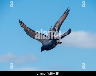 Pigeon en vol vers le bas, entrant pour un atterrissage, ciel bleu, avec ses ailes étirées Banque D'Images