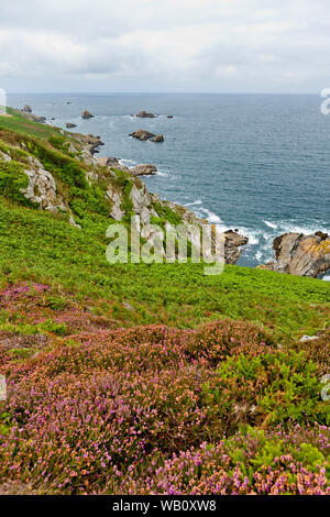 La floraison des fleurs sauvages sur la côte atlantique de Bretagne appelé Pointe du Raz Banque D'Images