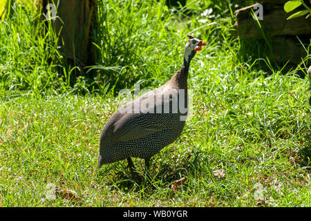 Elmeted reichnowi pintades (Numida meleagris) en quête de nourriture dans l'herbe courte, Naivasha, Kenya Banque D'Images