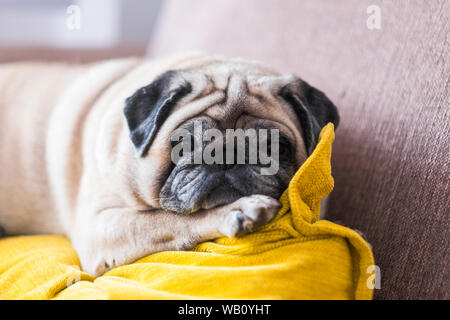 Belle pug regardant la caméra couchée sur le canapé dormir seuls et isolés - chien blanc et canin animal heureux et curiosed Banque D'Images