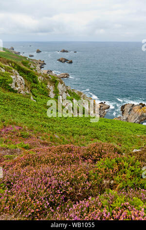 La floraison des fleurs sauvages sur la côte atlantique de Bretagne appelé Pointe du Raz Banque D'Images