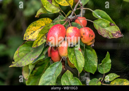 Fruits pomme crabe accroché sur la branche d'arbre. Banque D'Images