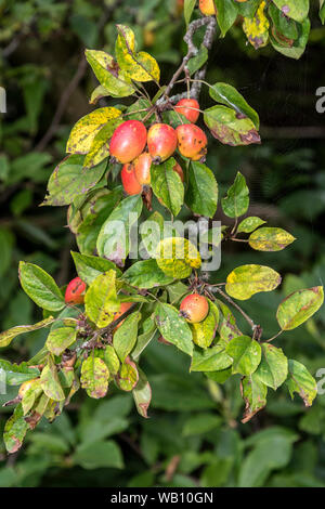 Fruits pomme crabe accroché sur la branche d'arbre. Banque D'Images