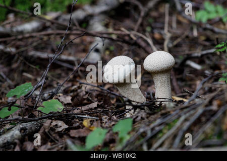 Lycoperdon perlatum champignons comestibles blanches dans la forêt. Communément appelé common puffball, warted puffball, gem cloutés, ou la vesse-de-devil's snuf Banque D'Images