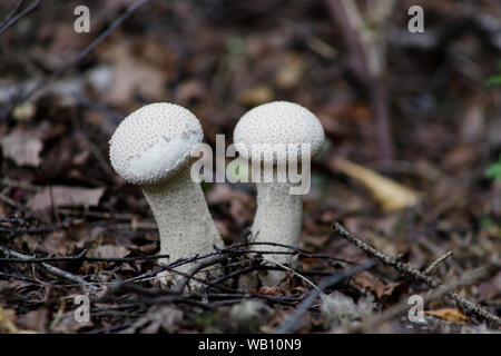 Lycoperdon perlatum champignons comestibles blanches dans la forêt. Communément appelé common puffball, warted puffball, gem cloutés, ou la vesse-de-devil's snuf Banque D'Images