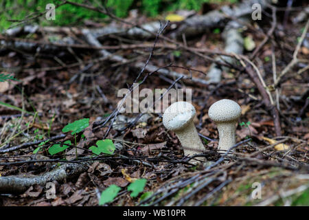 Lycoperdon perlatum champignons comestibles blanches dans la forêt. Communément appelé common puffball, warted puffball, gem cloutés, ou la vesse-de-devil's snuf Banque D'Images