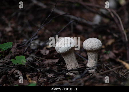 Lycoperdon perlatum champignons comestibles blanches dans la forêt. Communément appelé common puffball, warted puffball, gem cloutés, ou la vesse-de-devil's snuf Banque D'Images