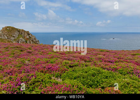 La floraison des fleurs sauvages sur la côte atlantique de Bretagne appelé Pointe du Raz Banque D'Images