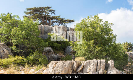 Réserve naturelle de la forêt de cèdre Tannourine, Liban Banque D'Images