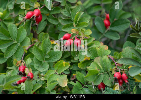 Cynorrhodons rouge sur un fond de feuilles vertes. Les baies d'automne. Les plantes médicinales utiles. La vitamine C Banque D'Images