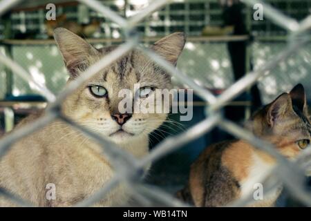 Les yeux tristes de chats tabby dans la cage Banque D'Images