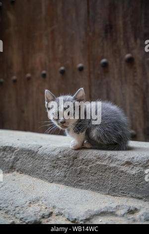 Gris et Blanc chaton errant assis sur un trottoir et regardant la caméra Banque D'Images