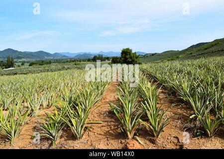 La plantation d'ananas sur la pente abrupte de la colline en Thaïlande Banque D'Images