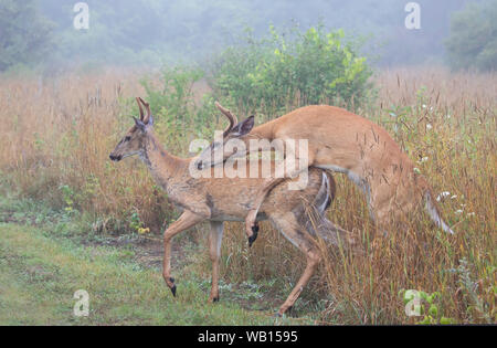 Le cerf de virginie mâles jouant dans le brouillard au petit matin avec ses bois de velours en été au Canada Banque D'Images