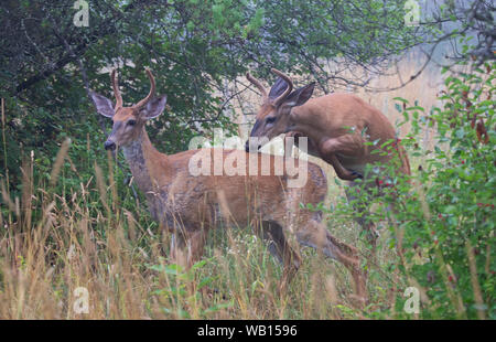 Le cerf de virginie mâles jouant dans le brouillard au petit matin avec ses bois de velours en été au Canada Banque D'Images