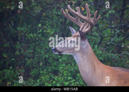 Buck de cerf de Virginie (Odocoileus virginianus) avec des bois de velours dans la lumière tôt le matin en été Au Canada Banque D'Images