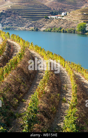 Vignes sur les pentes au-dessus du fleuve Douro entre Casais do Douro et Pinhao. Dans la région viticole du Haut-Douro, Nord du Portugal Banque D'Images