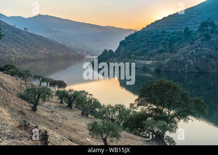 Le fleuve Douro au coucher du soleil entre Folgosa et Pinhao. Dans la région viticole du Haut-Douro, Nord du Portugal Banque D'Images