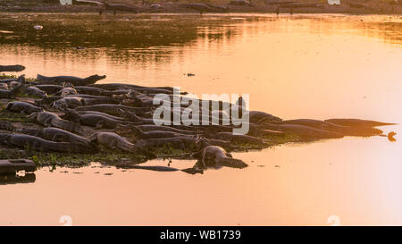 Des dizaines de caimans Yacare reposant au soleil sur la rive d'un marécage dans le Pantanal brésilien les zones humides. Banque D'Images