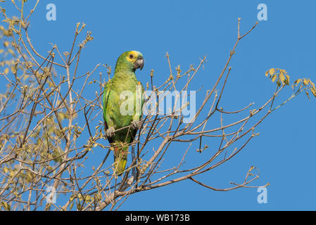 Gros plan d'une façade de Turquoise sauvages amazon (Amazona aestiva) dans les zones humides du Pantanal, Mato Grosso, Brésil. Banque D'Images