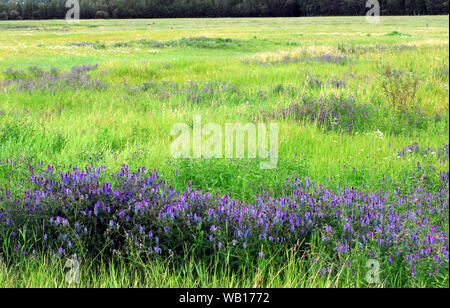 Panorama de couleurs magnifiques herbes, fleurs sauvages et de la forêt. Une nature magnifique arrière-plan ! Banque D'Images