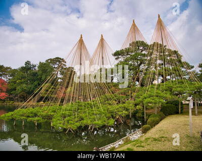 Yukizuri arbres soutenu par des cordes, en jardins Kenrokuen Kanazawa, dans la préfecture d'Ishikawa, Japon. Kenrokuen est un des trois grands jardins de Banque D'Images