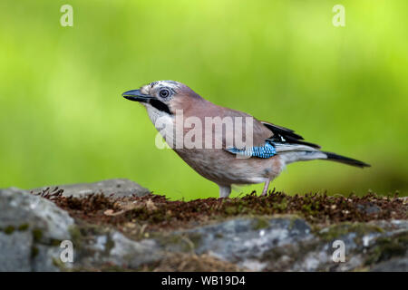 Portrait de l'Eurasian jay sur tronc d'arbre Banque D'Images