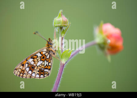 Petite perle-bordé fritillary Banque D'Images