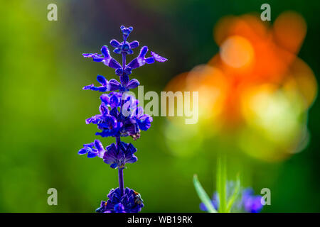 La floraison, Salvia nemorosa sauge des bois Banque D'Images