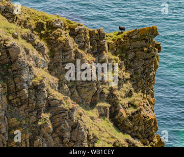 Mouton noir sur le bord de falaise sur Hebridean Island le jour d'été avec la mer d'azur et les lichens colorés Banque D'Images