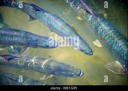 Elevant vers Sun Vue de dessus de l'arc-en-ciel écailles d'un petit groupe de grands poissons dans l'eau vert tarpon Banque D'Images