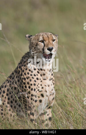 Homme Guépard (Acinonyx jubatus) le bâillement Banque D'Images