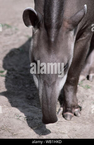 TAPIR (Tapirus terrestris brésilien). Vue dorsale de la tête et du museau mobile tombantes détail. Banque D'Images